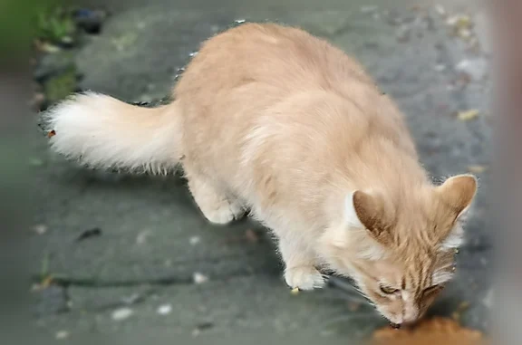 Найдена кошка, Москва, фото: Найдена кошка, Севастопольский проспект, 77 к3, Москва — рыжая, длинношёрстная, ухоженная