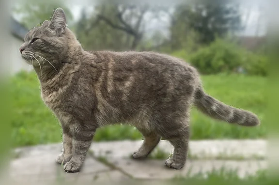 Пропала кошка, 5-я аллея, 62, Парголово — серая с разводами, зеленые глаза - photo