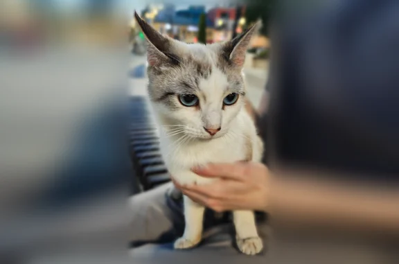 Найдена кошка, Киров, фото: Найдена кошка, улица Ленина, 102Б, Киров — очень ласковая, к рукам приучена
