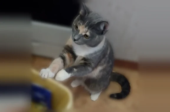 Пропала кошка, Строительная улица, 5, Кострома — трёхшерстная, домашняя, пугливая - photo