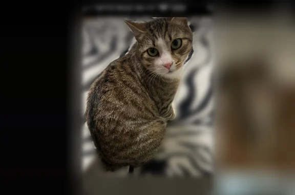 Пропала кошка, Ладожская улица, 20, Кировск — большое белое пятно на мордочке, белые носочки - photo