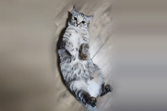 Пропала кошка, Кузнецовская улица, Санкт-Петербург — серого цвета, 1 год - photo