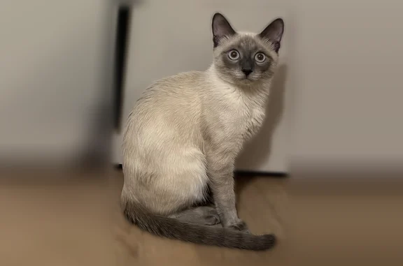 Пропала кошка, улица Профессора Камая, 5, Казань - photo