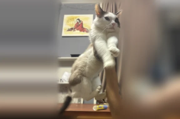 Пропала кошка, Угловая улица, 1А, Балашиха — белый с коричневыми пятнами - photo