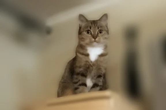 Пропала кошка, 49Н-0109, Большой Волок, Батецкий — британка, 7 лет, домашняя - photo