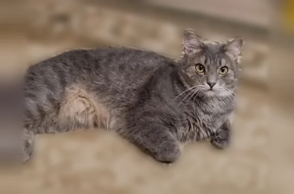 Пропала кошка, улица Маяковского, 9, Сургут — серый домашний кот Кеша - photo