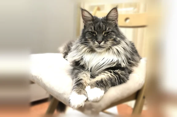 Пропала кошка, Георгиевская улица, 15, Аксай — мейн-кун, белое пузо - photo