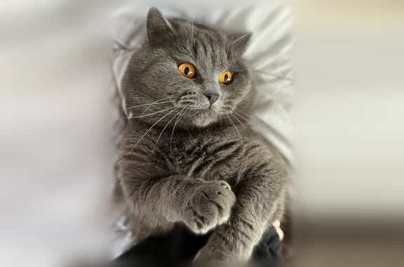 Пропала кошка, Судоремонтная улица, 8, Краснозатонский — чисто серый кот с ошейником - photo