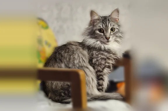Пропала кошка, Красноармейский переулок, Павловск — серый кот с оранжевым ошейником - photo