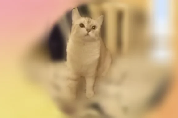 Пропала кошка, улица Прокудина, 6, Тула — шотландская прямоухая, белый окрас, полосатый хвост - photo
