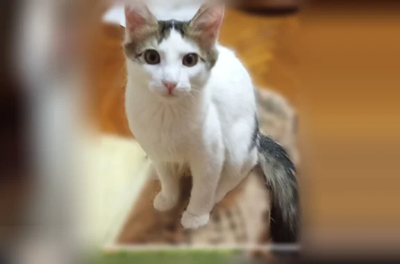 Потерянные животные Сочи, фото: Пропала кошка, улица Гагарина, 62, Сочи — кот Борис, пятно в виде восьмёрки