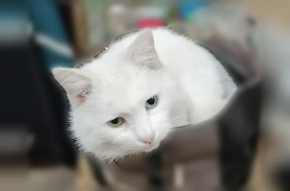Пропала кошка, улица Красная Набережная, Астрахань — белая, разноглазая - photo