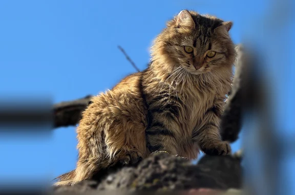 Пропала кошка, Речная улица, Воронеж, Воронеж — очень пушистая, крупненькая - photo
