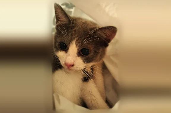 Пропала кошка, 1-й Северный переулок, 7, Курск — очень ласковая, на животике и ниже заметна шерсть после операции - photo