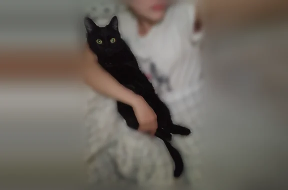 Пропала кошка, Хлыновская улица, 26, Киров — чёрная, выпрыгнула с балкона ночью - photo