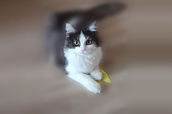 Потерянные животные Лесной, фото: Пропала кошка, улица Карла Маркса, 4, Лесной