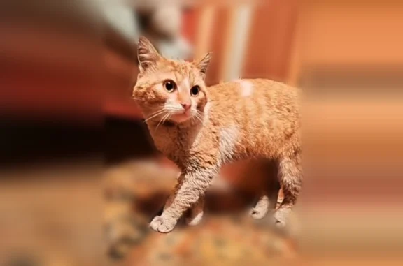 Пропала кошка, улица Шукшина, 15, Кызыл-Озёк — рыжая, ласковая, в чёрно-оранжевом ошейнике - photo