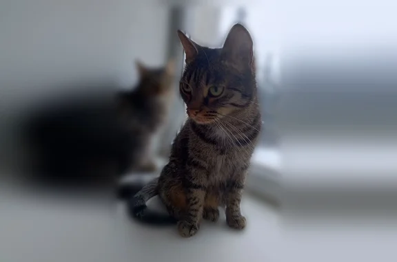 Пропала кошка, улица Левитана, 8, Уфа — обе кошки убежали, ушли через окно второго этажа - photo