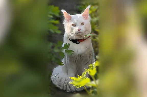 Пропала кошка, Новгородская улица, 77А, Балашиха — белый кот породы мейнкун с оранжевым ошейником - photo