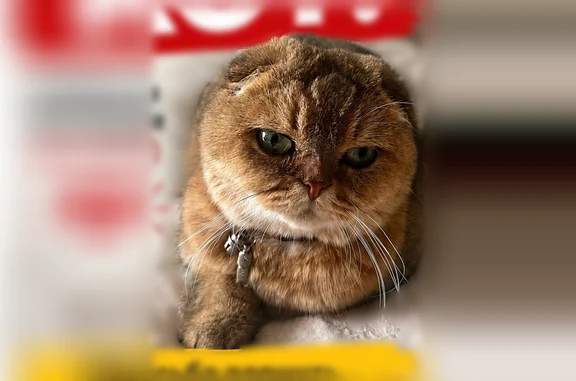 Пропала кошка, Артиллерийская улица, 83, Калининград — косит глаз - photo