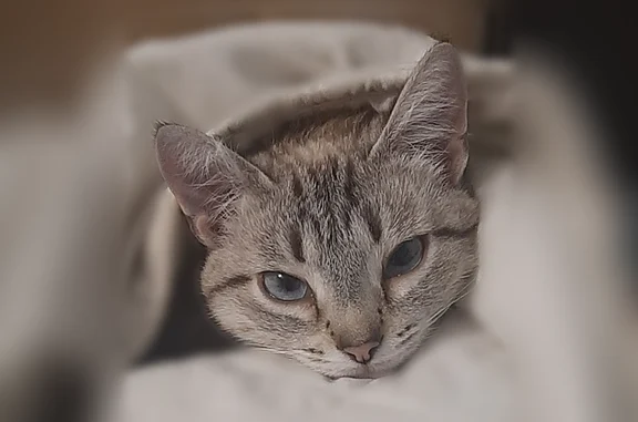 Пропала кошка, Комсомольская улица, 10, Белоозёрский — в красном ошейнике, домашняя - photo