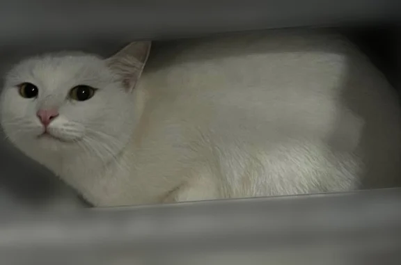 Пропала кошка, проезд Феоктистова, 17, Камышин — белоснежная, с короткой шерстью, большие ушки - photo