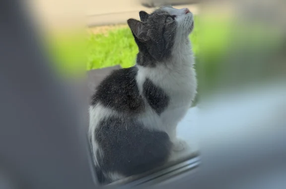 Найдена кошка, Ярославль, фото: Найдена кошка, Брагинская улица, Ярославль — гуляет в Брагино