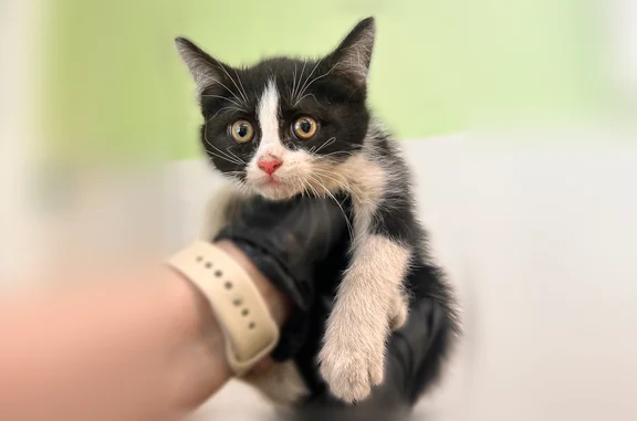 Объявления о пропавших и найденных животных, Белгород, фото: Найдена кошка, улица Щорса, 2А, Белгород — черно-белый котенок, девочка