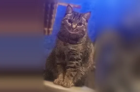 Пропала кошка, улица Академика Киренского, 5, Красноярск — кот Зуся, кастрированная, толстая - photo