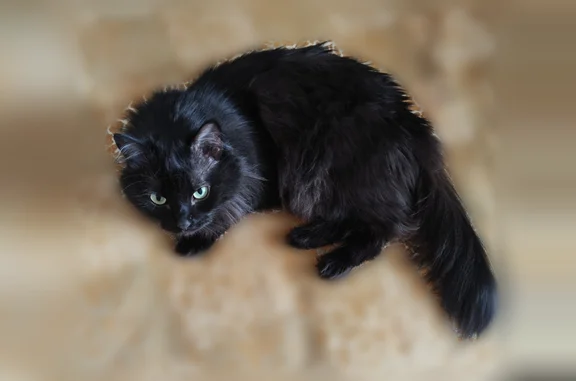 Пропала кошка, 3-я Кленовая улица, 21, Казань — чёрная, пугливая - photo