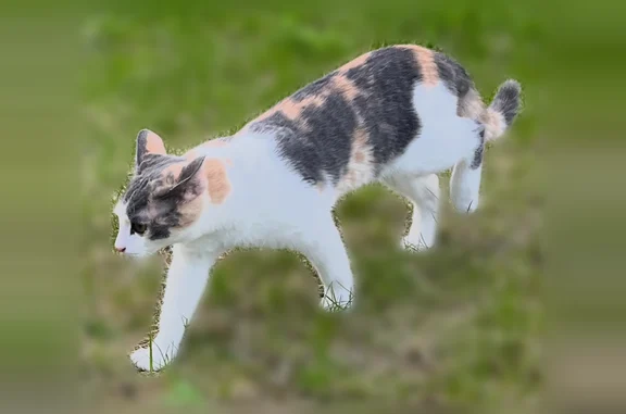 Пропала кошка, 49Н-1107, 33, Радионово, Зарелье — котёнок 5 мес - photo