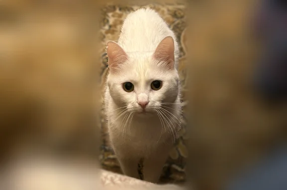 Кошки потеряшки, Вырица, фото: Потеряшка кошка, улица Мира, 19А, Вырица — белая, откликается на «Мася»