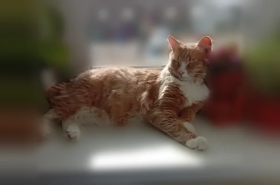 Пропала кошка, Салехард — рыжий кот - photo