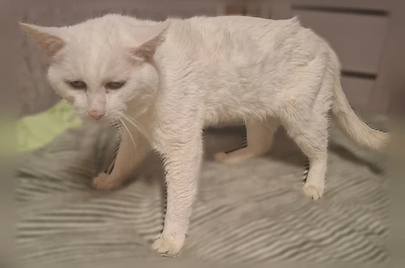 Пропала кошка, Красная улица, Ягул — полностью белая, гладкошерстная, плохо слышит - photo
