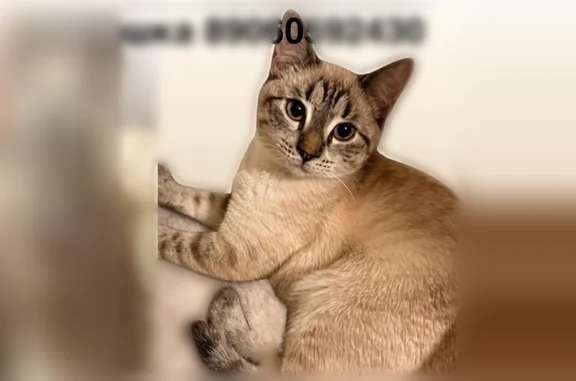 Пропала кошка, улица Тёплый Стан, 21 к3, Москва - бежево-серая, выпала из окна - photo