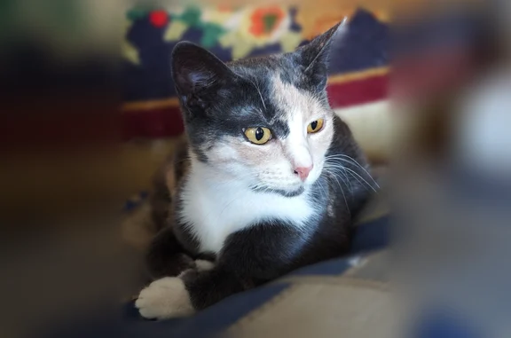 Найдена кошка, Калуга, фото: Найдена кошка, улица Маршала Жукова, 37, Калуга — трёхцветная