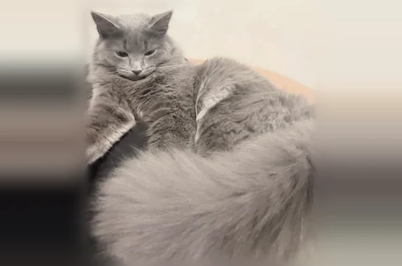 Пропала кошка, улица Фрунзе, 1А, Малаховка — серая, беленький кудрявый живот, почти 1 год - photo