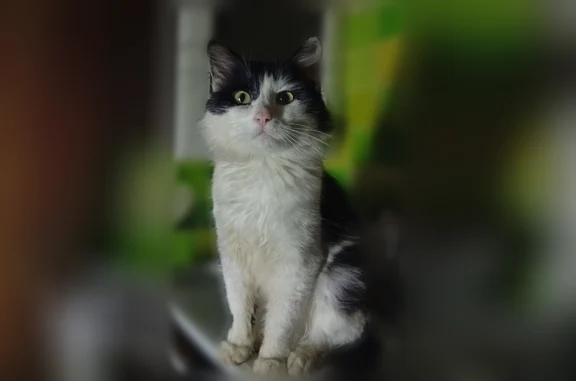 Пропала кошка, Мотовилиха (Костарёво), Пермь — добрый, ласковый, пушистый - photo