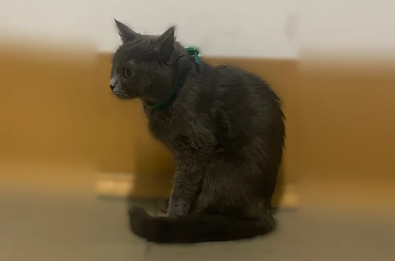 Найдена кошка, Краснодар, фото: Найдена кошка, Черкасская улица, 133, Краснодар — молодая, ручная, голубая, в ошейнике против блох