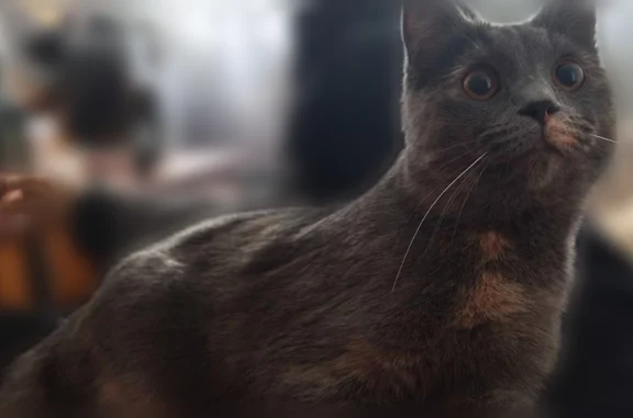 Пропала кошка, улица Клары Цеткин, 7, Волгоград — молодая, помесь британки, серо-рыжий окрас - photo