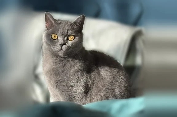 Пропала кошка, улица 1 Мая, 302, Краснодар — серая, глаза ярко-жёлтые, выпуклые - photo