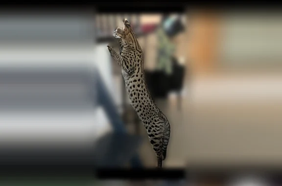 Кошки потеряшки, Тучково, фото: Потеряшка кошка, 58, посёлок дома отдыха 
