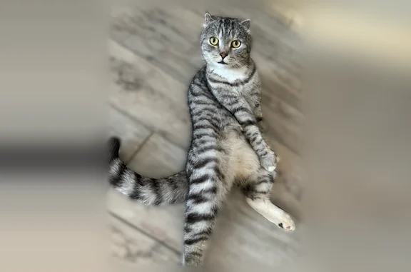 Пропала кошка, Бирюзовая улица, 16, Старый Чультем — вислоухая, белый носочек на задней лапе - photo