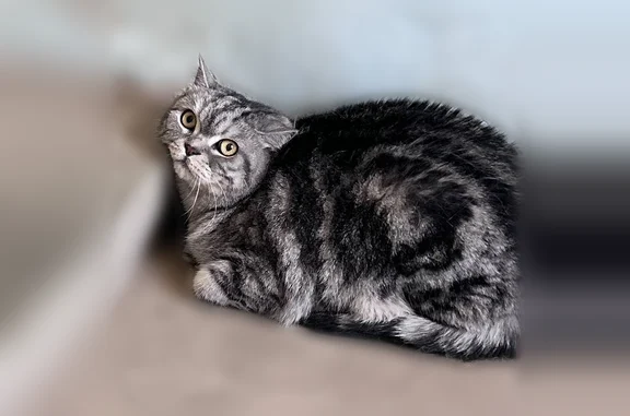 Найдена кошка, Йошкар-Ола, фото: Найдена кошка, улица Свердлова, 52, Йошкар-Ола — очень боится, даёт погладить