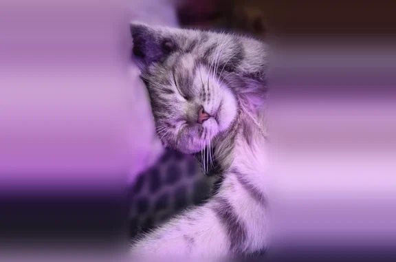 Пропала кошка, Железнодорожная улица, 4, Майкоп — серая, с рыжими полосками на хвосте - photo
