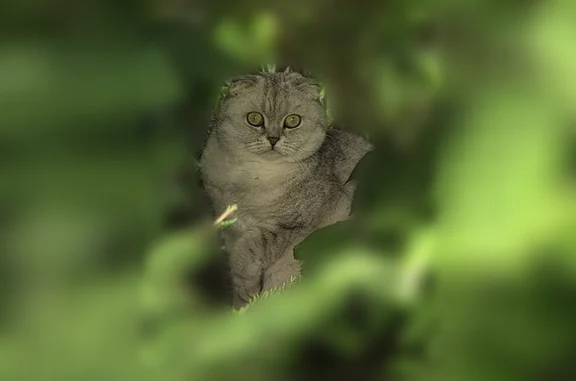 Найдена кошка, Калининград, фото: Найдена кошка, улица Станиславского, 11, Калининград — шотландская вислоухая, зелено-жёлтые глаза