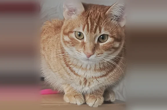 Пропала кошка, Лазурный переулок, 5, Подстёпки — рыжая, 1 год - photo
