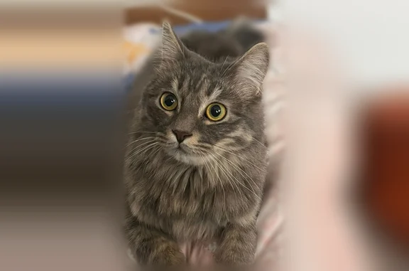 Пропала кошка, улица Доваторцев, 55, Ставрополь — серый пушистый кот Кузя со сломанным хвостом - photo