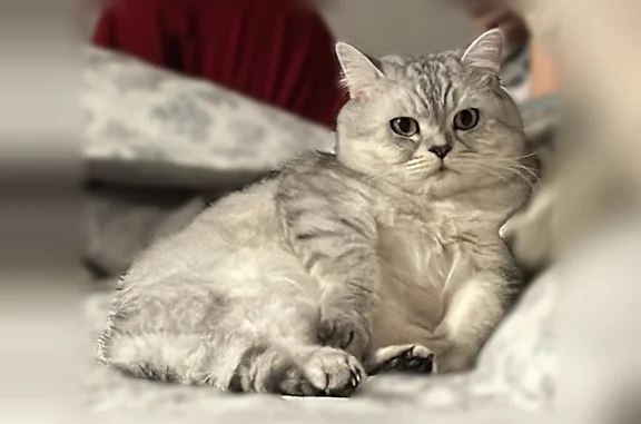 Кошки потеряшки, Чита, фото: Потеряшка кошка, 40, Чита — серый, крупный, прямоухий