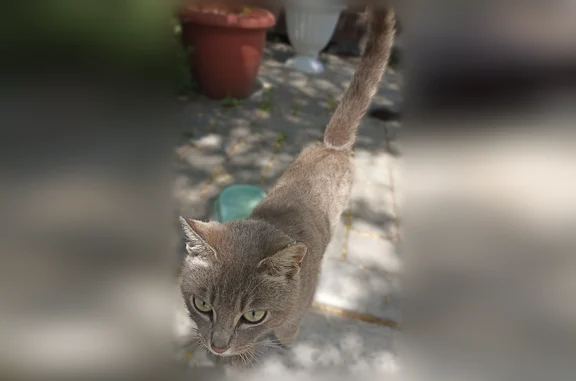 Найдена кошка, Трудовое, фото: Найдена кошка, улица Академика Королёва, 19, Трудовое — с золотистым ошейником, молодая